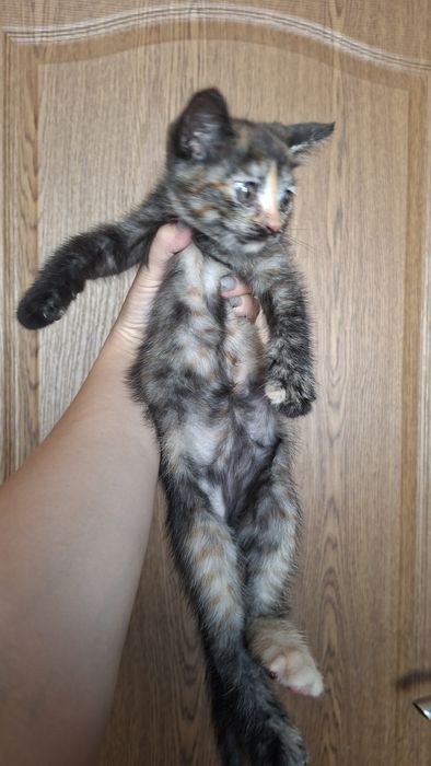 Активные, здоровье котята