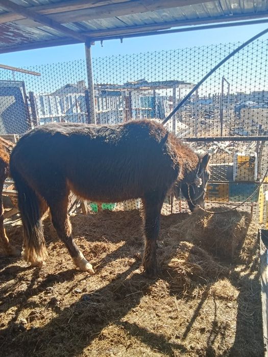 2 жасар құнан сатылады