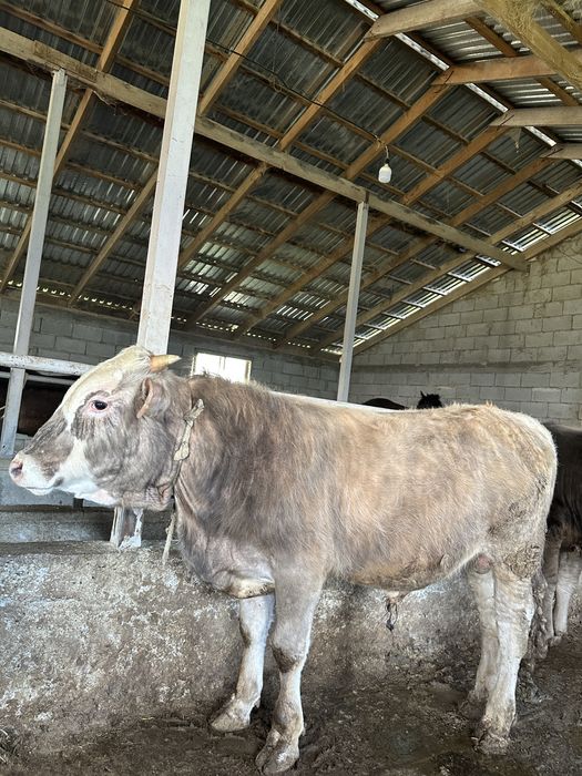 Семіз бұқалар сатылады.