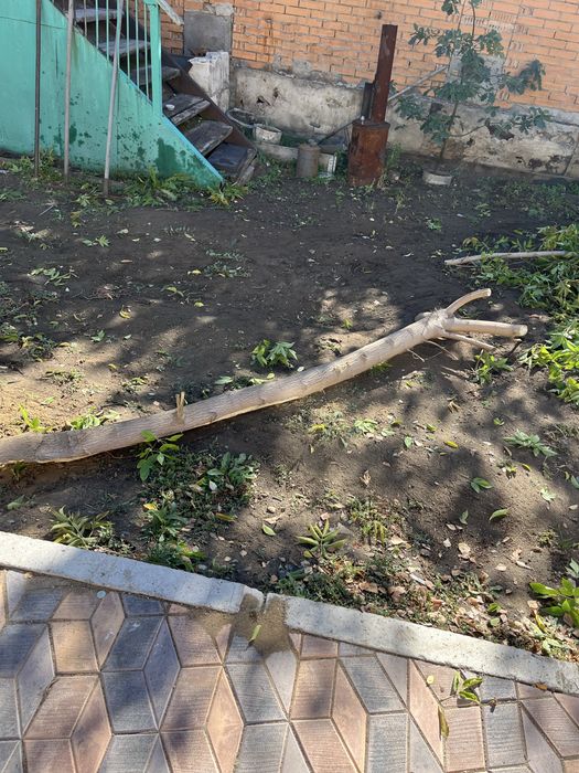 Отдам даром дрова на зиму самовывоз