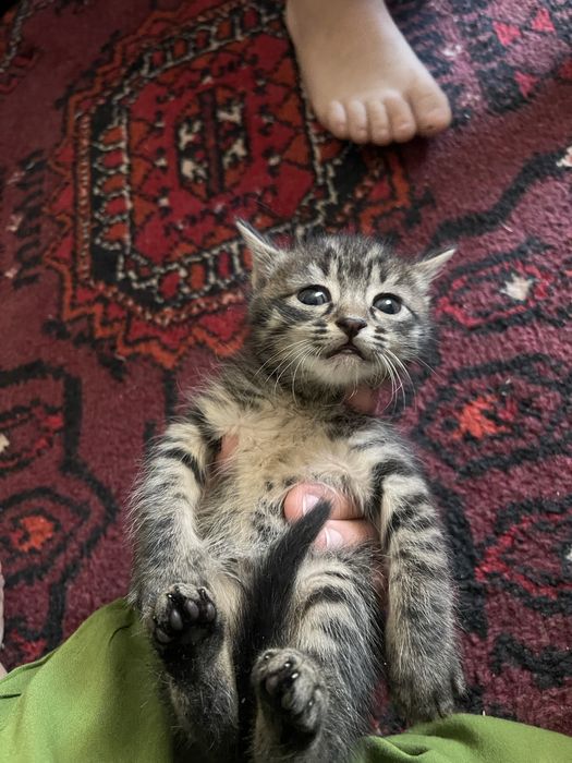 Skotish fold va strayt bolalari zotdor mushuklar