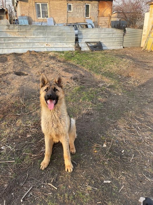 Немецкая овчарка