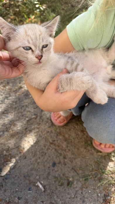 Милашка кот ищет дом