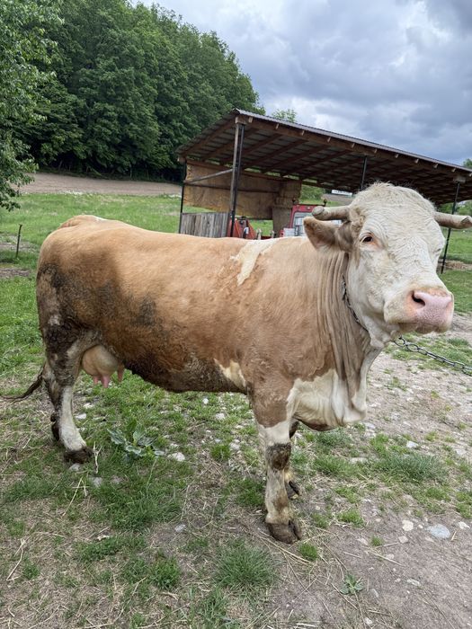 Vand vaca cu lapte de 9 ani