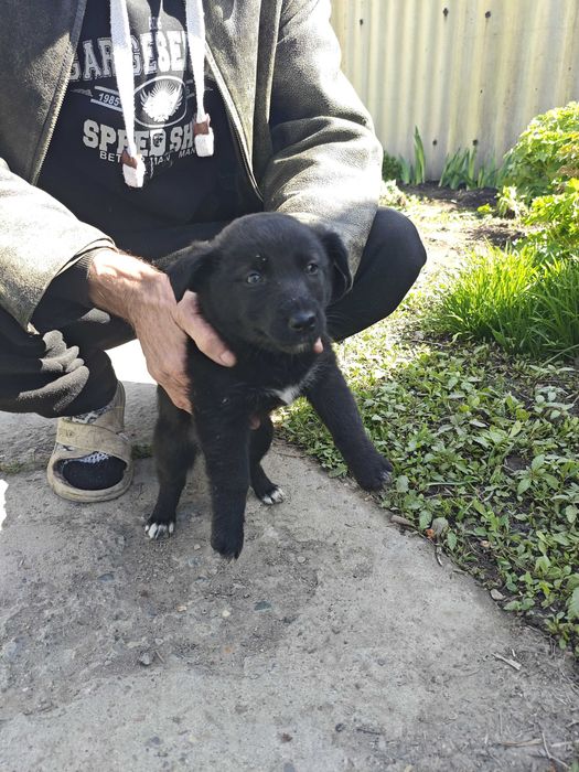 Отдам щенят в добрые руки