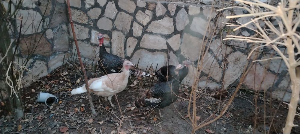 Куркалар сотилади