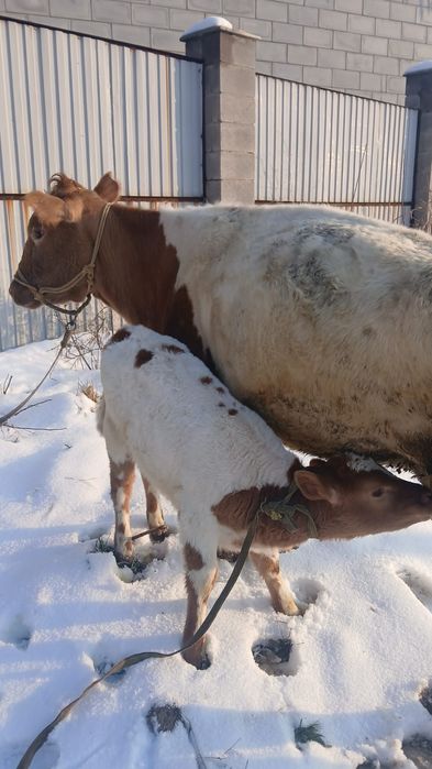 Сиыр бұзауымен / Корова с теленком