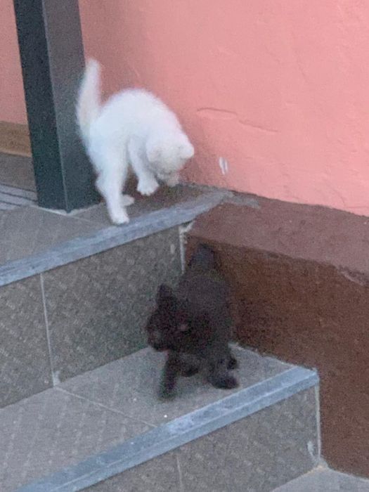 Отдам котят в добрые руки