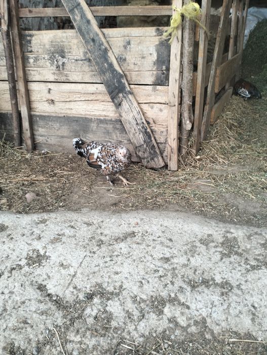 Vând găinuțe mi de flori