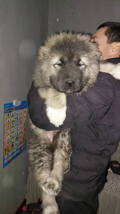 Щенки кавказской овчарки