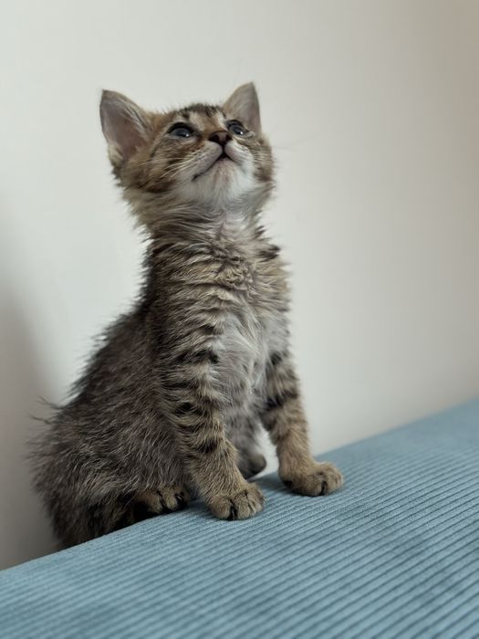 Подарява се мъжко котенце на 2–3 месеца + котешка тоалетна