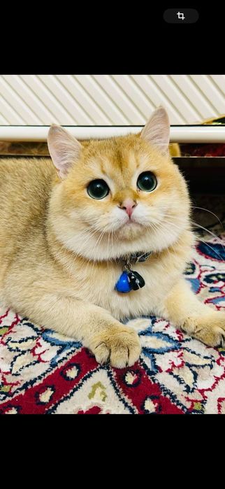 Залатой шиншилла.