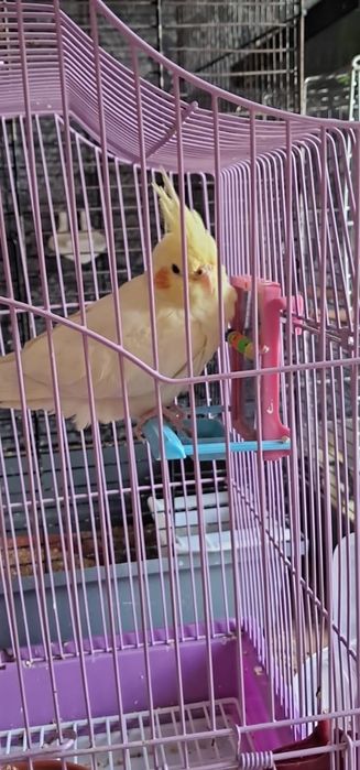 Vind un papagal galben ninfa baiat