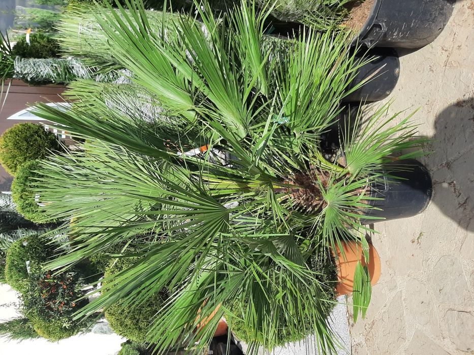 Vindem tuia brazi mesteacăn tei platan stejar frasin magnoli etc