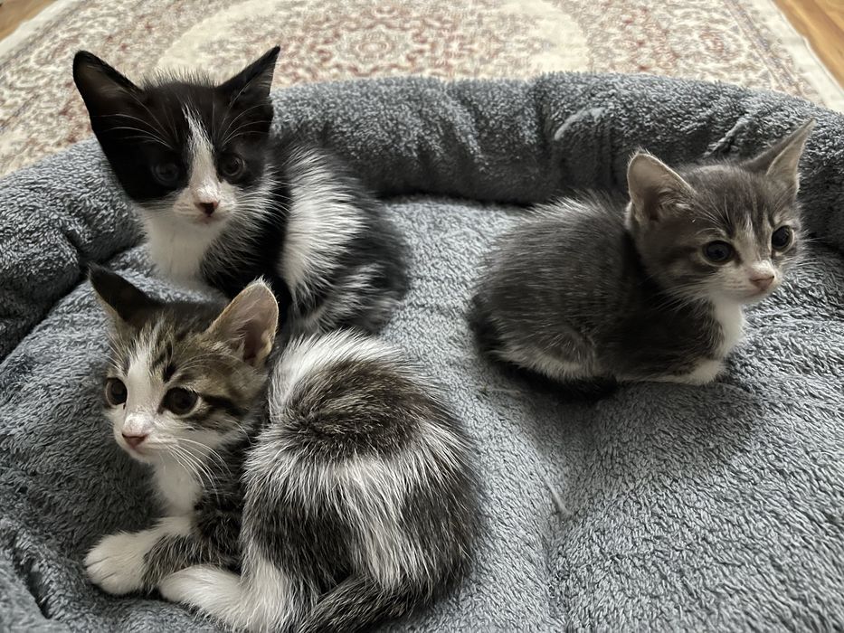 Отдам котят в хорошие руки