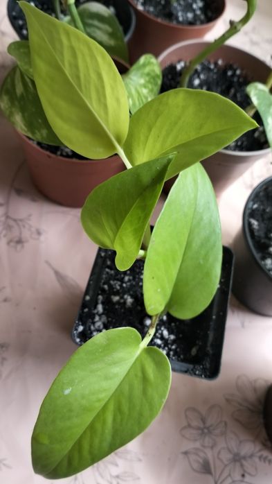 Цветы укорененные