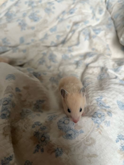 Продам хомеков 3 штуки осталося