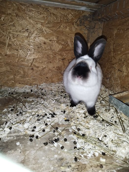 Iepuri Californieni rasa pura atâta tineret cat și maturi de vânzare !