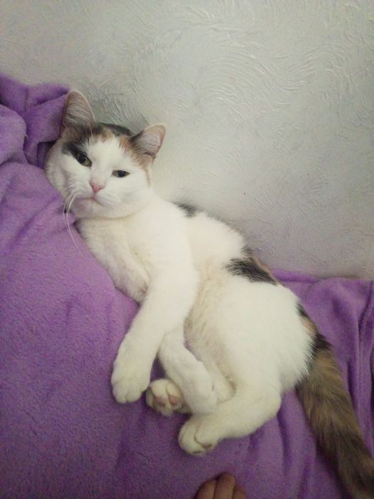 Кошка мейнкун в добрые руки