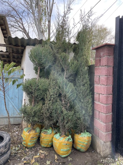 ШОК ЦЕНА ВСЕ ПО 2500 Можжевельник сосна туя книжка Смарагд саженцы