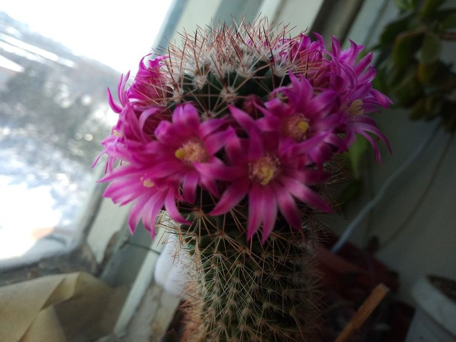 Продам кактус цветущий