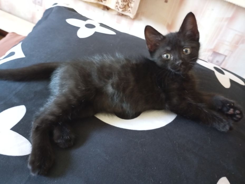 Отдам в добрые руки котят