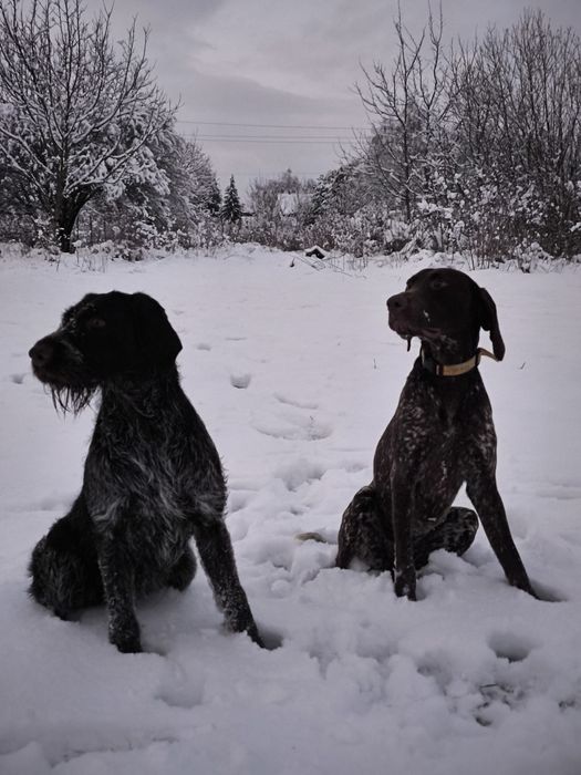Dresaj canin, reabilitare comportamentală, disciplina, vână