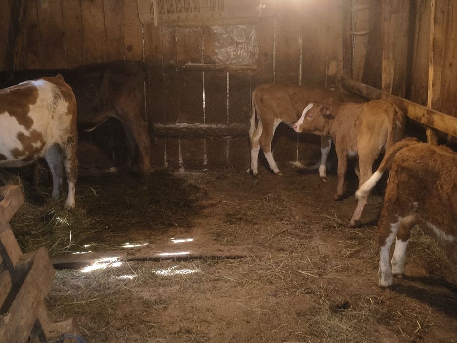 Vițele de vînzare bălțate românești frumoase