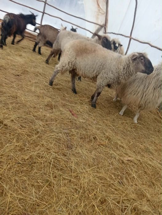 Vând berbec metis de suffolk