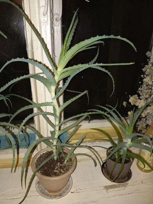 Продам алоэ лечебный