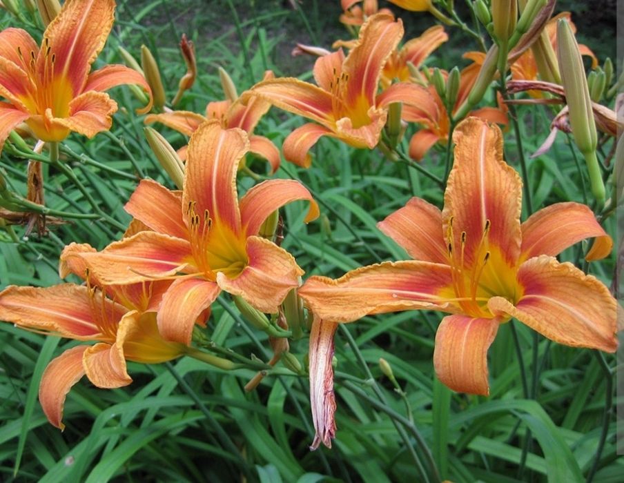 Цветы Лилейник Гул Лилейник