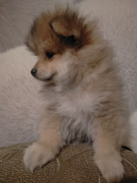 Срочно !Пр.щенка шпица девочка 2 мес.