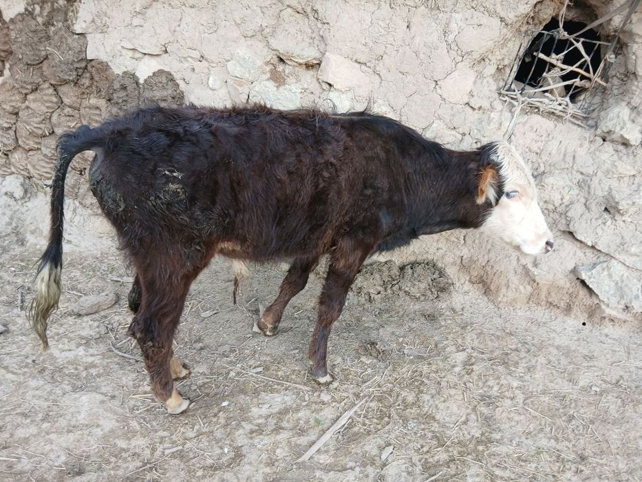 Qora mollar sotiladi srochni