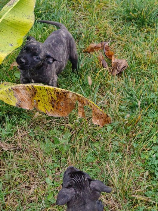 Кучета -преса канарио