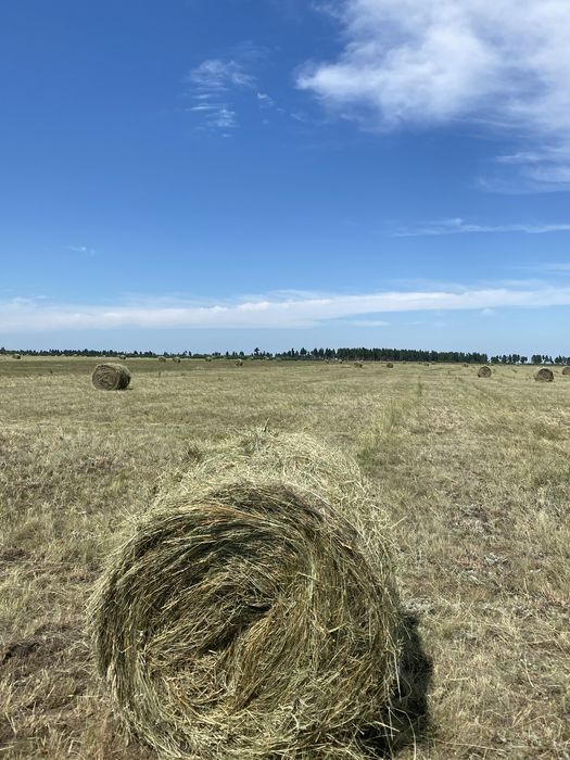 Продам сено в тюках