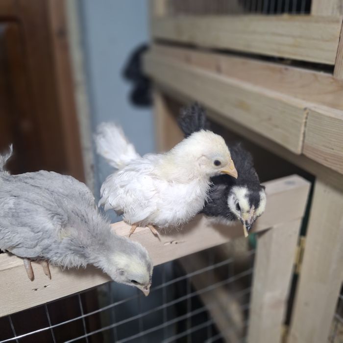 Цыплята породы ШАБО