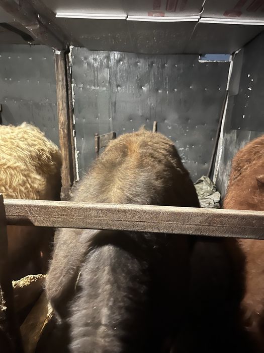 продам бычка стоит на откорме