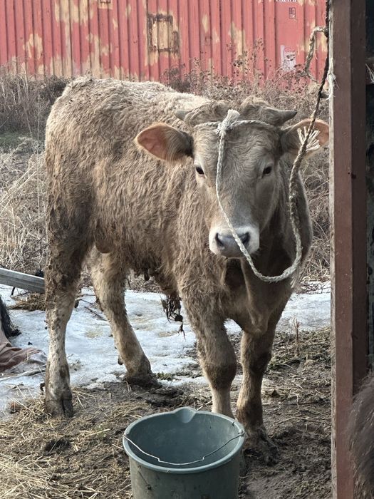 Бука бык бычек бык бука