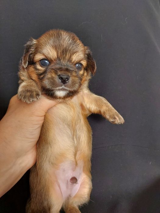 Продаю щенков чихуахуа