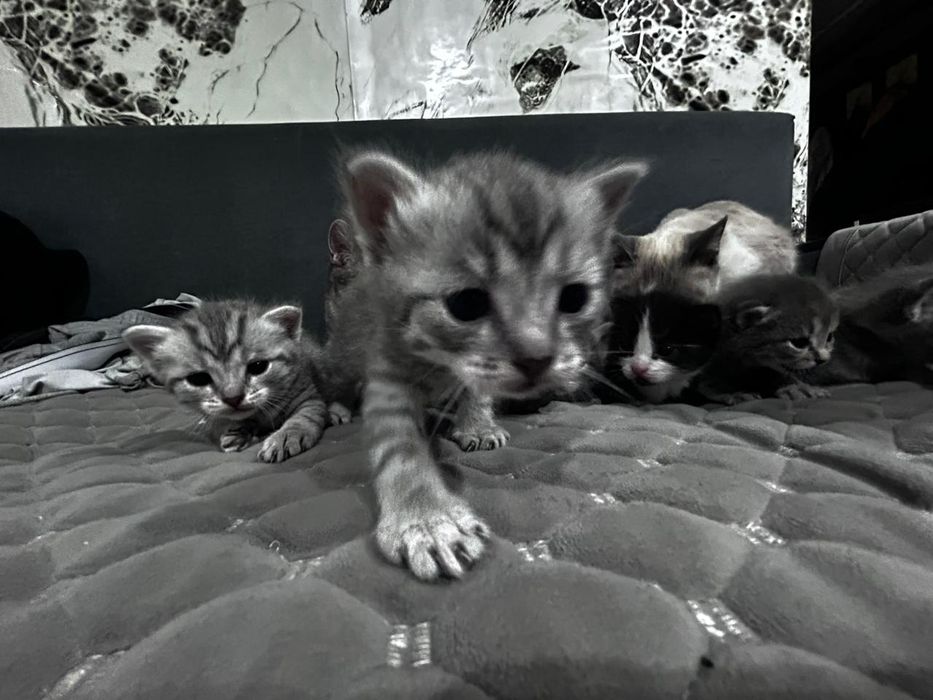 Отдам котят бесплатно