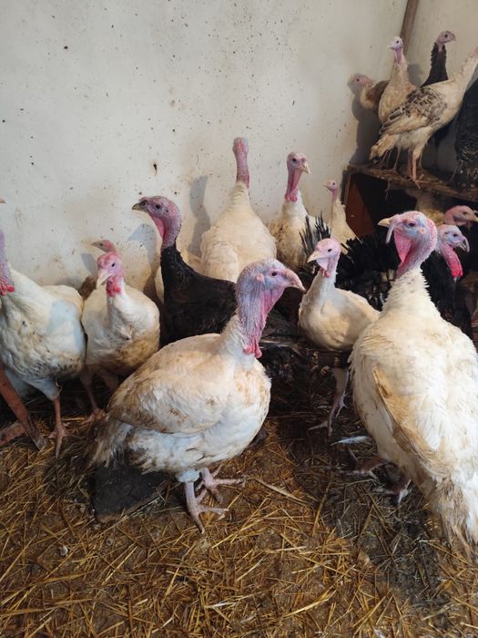 Curcani albi de carne