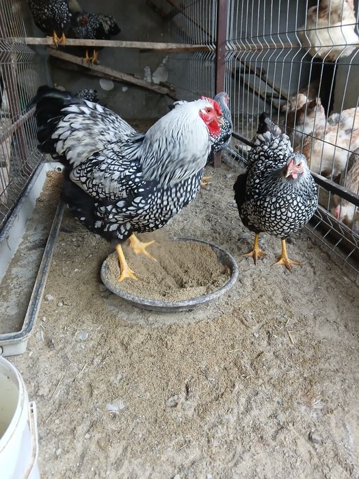 Oua  de Faverolles  Somon și Wyandotte  Argintiu u