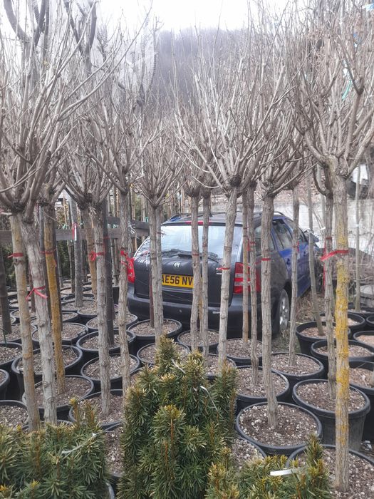 Magnolia Platan Tuia  Mesteacăn