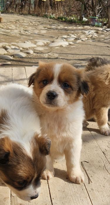 Catelus bland 8 saptamani adoptie