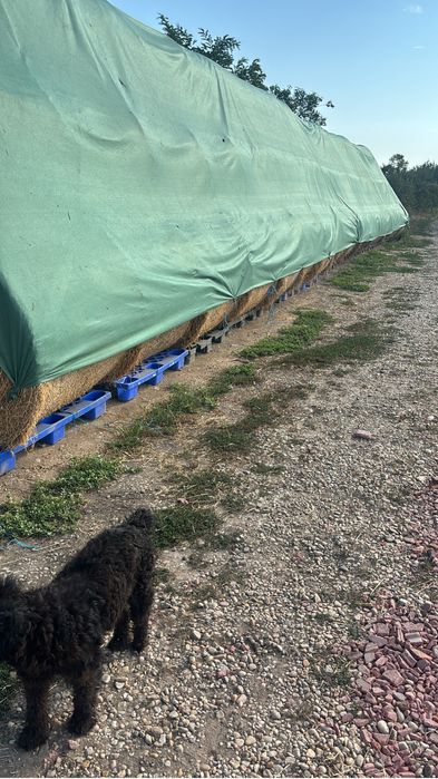 Baloti lucerna  cea mai buna calitate