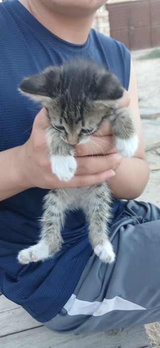 Domestic Shorthair tabby