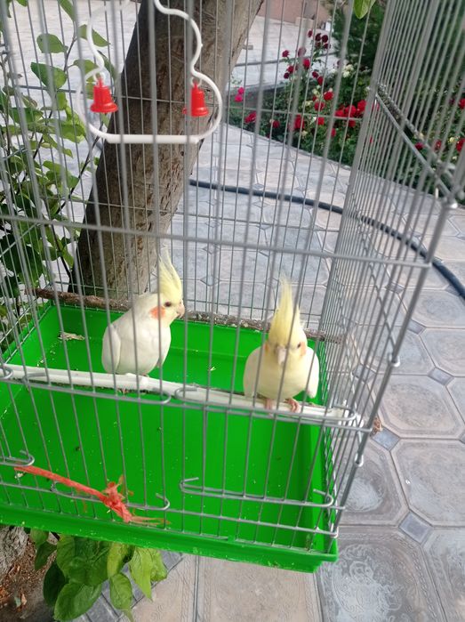 Попугай корелла.