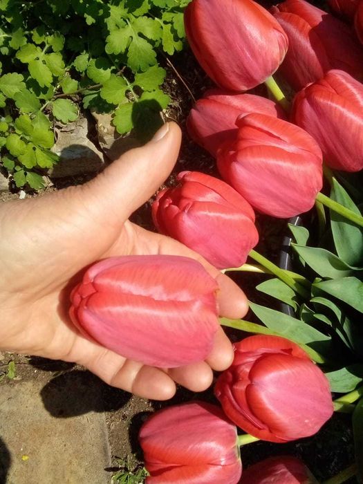 Тюльпаны садовые