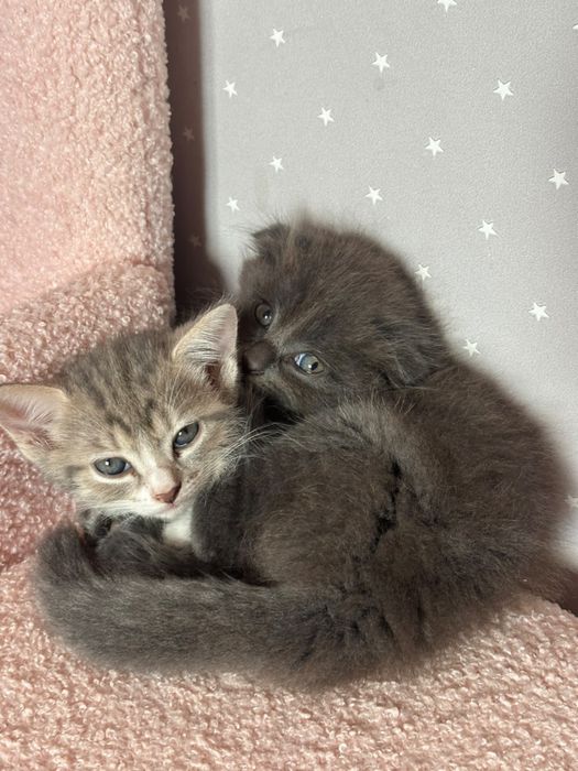 Котята британской кошки