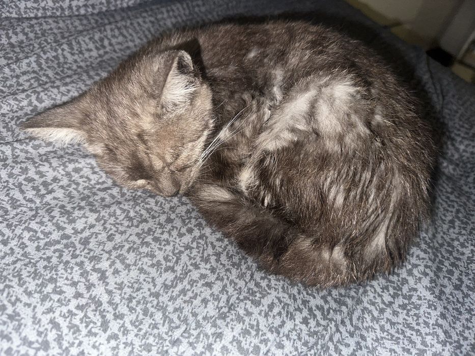 котенок ищет семью